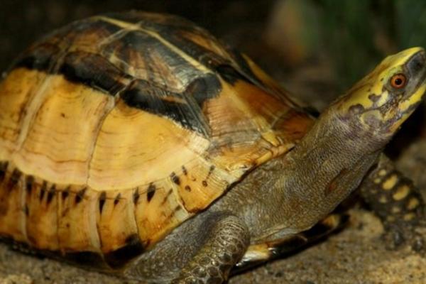 黄额闭壳龟的食物,偏爱鱼虾、蚯蚓等肉食