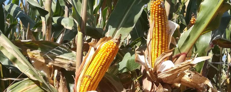 并单17号玉米种的特征特性