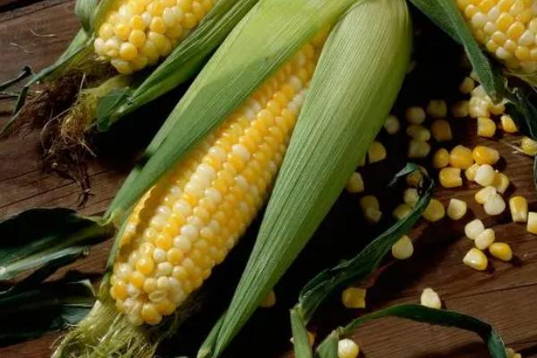 并单17号玉米种的特征特性,生育期为129天左右