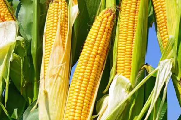 并单17号玉米种的特征特性,生育期为129天左右