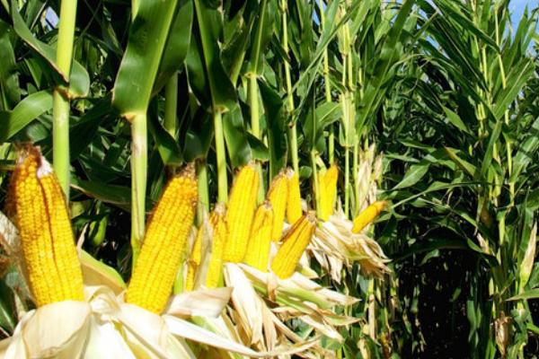并单17号玉米种的特征特性,生育期为129天左右