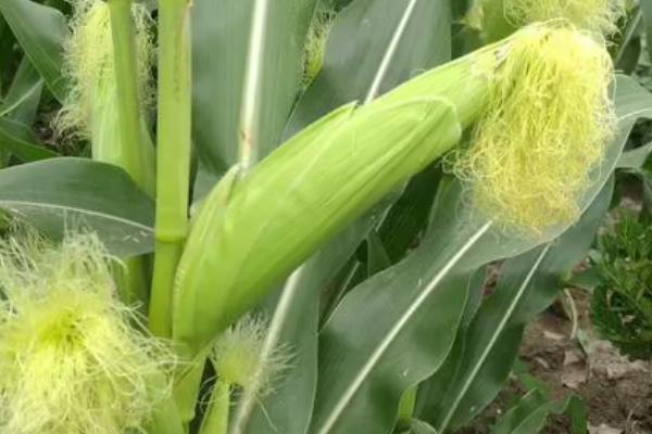 并单17号玉米种的特征特性,生育期为129天左右