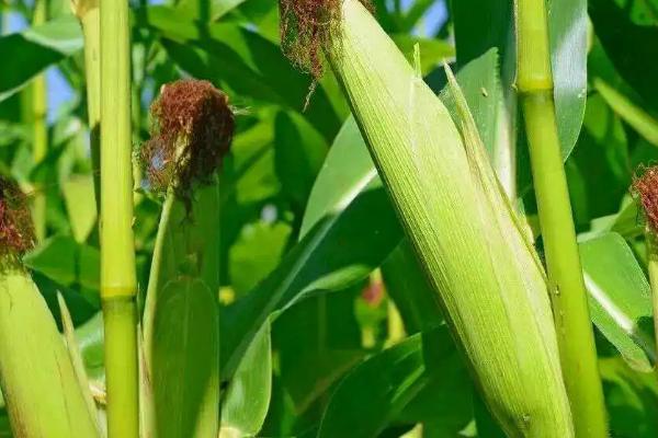 并单17号玉米种的特征特性,生育期为129天左右