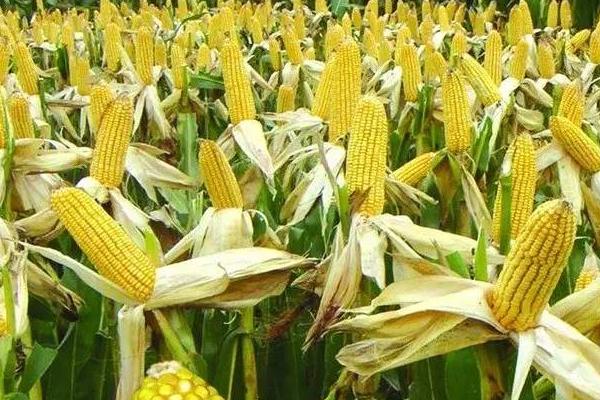 并单17号玉米种的特征特性,生育期为129天左右