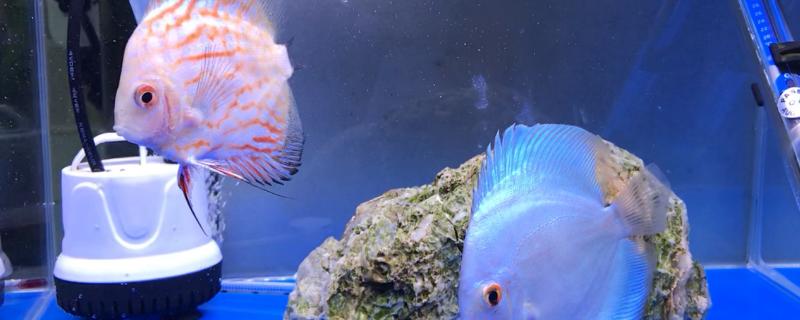 七彩鱼如何饲养