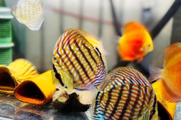 七彩鱼如何饲养,水质的PH值要保持在5.0-6.5