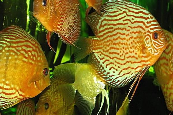 七彩鱼如何饲养,水质的PH值要保持在5.0-6.5