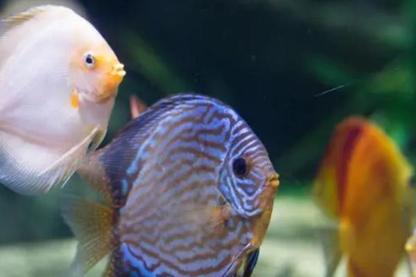 七彩鱼如何饲养,水质的PH值要保持在5.0-6.5