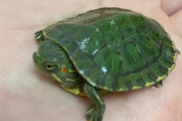 巴西龟会不会放屁，具有肠胃和肛门、会出现放屁行为