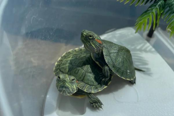 巴西龟会不会放屁，具有肠胃和肛门、会出现放屁行为