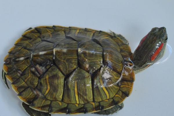 巴西龟会不会放屁，具有肠胃和肛门、会出现放屁行为