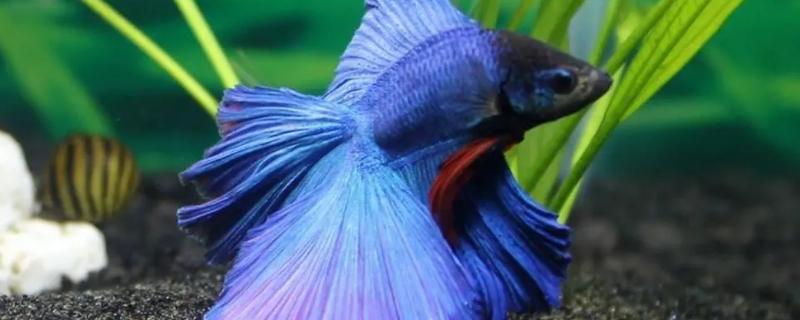 饲养斗鱼是否要对水质加温