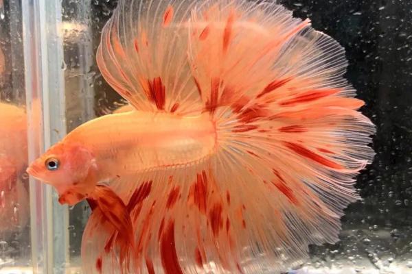 饲养斗鱼是否要对水质加温,饲养泰国斗鱼时需要加温