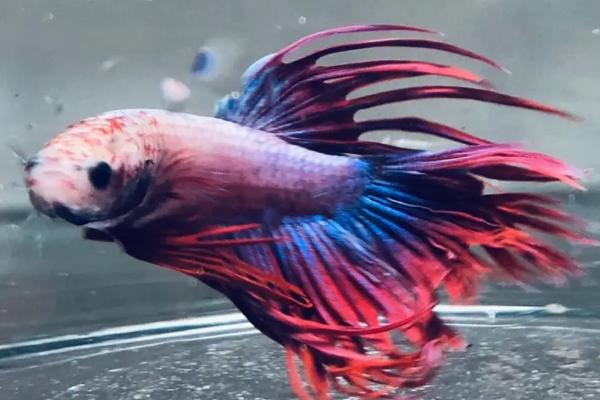 饲养斗鱼是否要对水质加温,饲养泰国斗鱼时需要加温