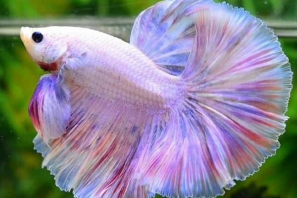 饲养斗鱼是否要对水质加温,饲养泰国斗鱼时需要加温