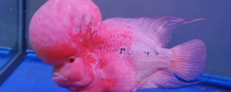 罗汉鱼为什么不吃食