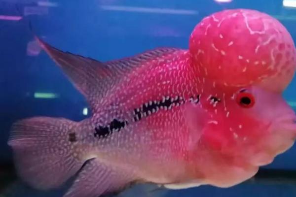 罗汉鱼为什么不吃食,新环境、消化不良都会导致