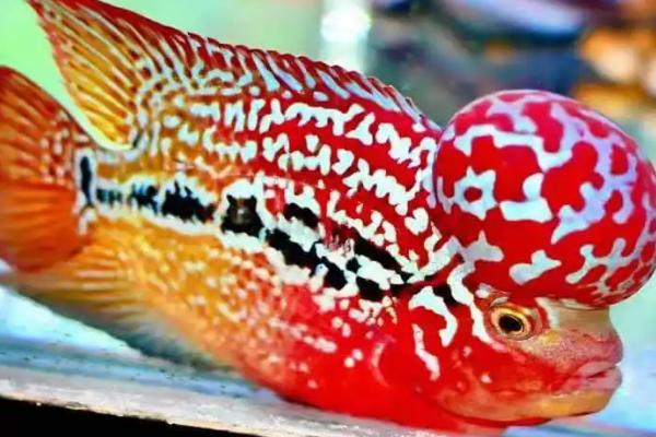 罗汉鱼为什么不吃食,新环境、消化不良都会导致