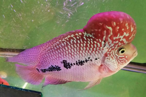 罗汉鱼为什么不吃食,新环境、消化不良都会导致