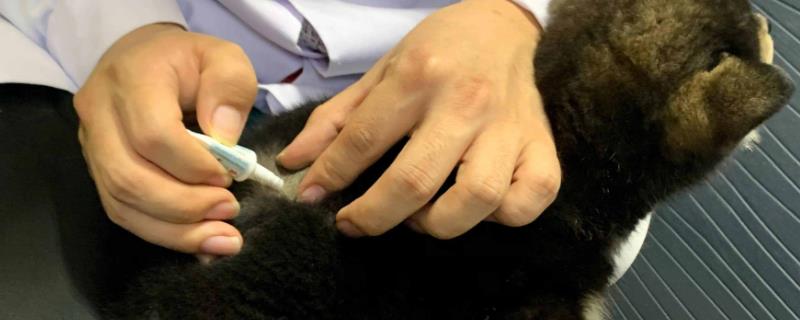 狗狗该驱虫的表现