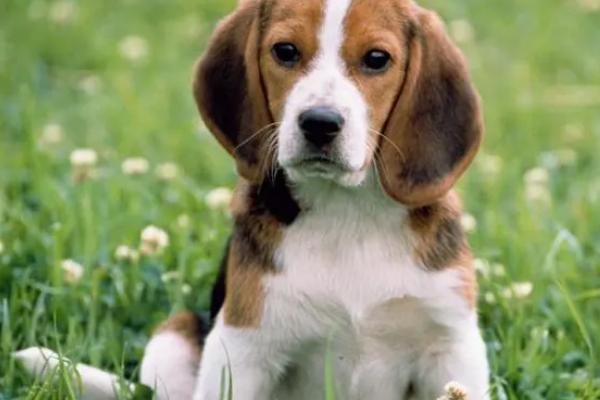 狗狗该驱虫的表现,会频繁的抓挠啃咬身体