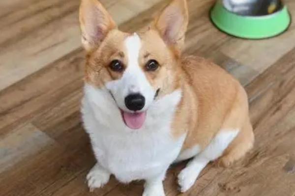 狗狗该驱虫的表现,会频繁的抓挠啃咬身体