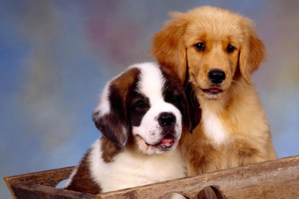 狗狗该驱虫的表现,会频繁的抓挠啃咬身体