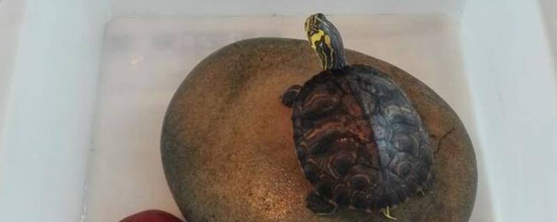 黄耳龟多大可以深水养