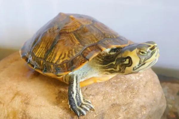 黄耳龟多大可以深水养,出生半年到一年的时间就可以深水养