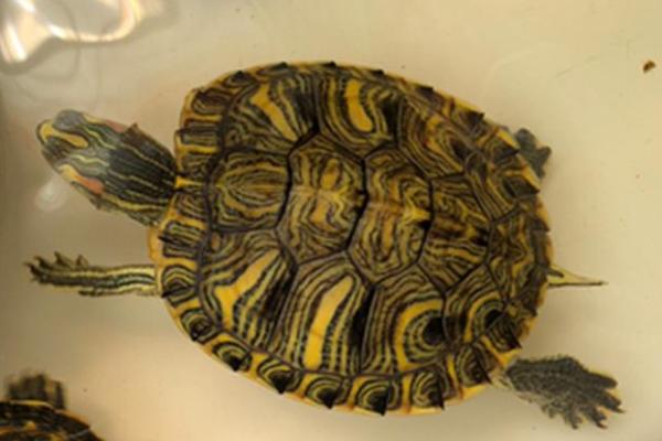 黄耳龟多大可以深水养,出生半年到一年的时间就可以深水养