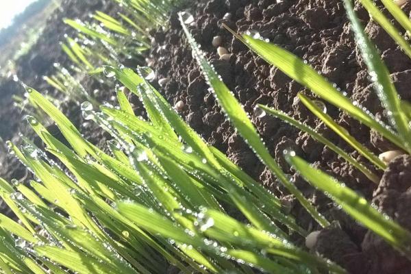 济麦23小麦种子介绍，及时防治病虫害