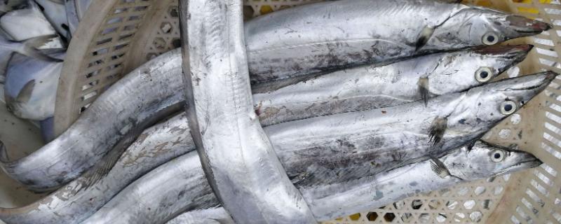 带鱼是否全是野生的