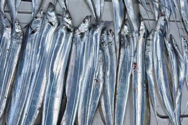 带鱼是否全是野生的,市场上的带鱼大部分均为野生