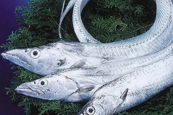 带鱼是否全是野生的,市场上的带鱼大部分均为野生