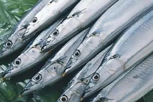 带鱼是否全是野生的,市场上的带鱼大部分均为野生