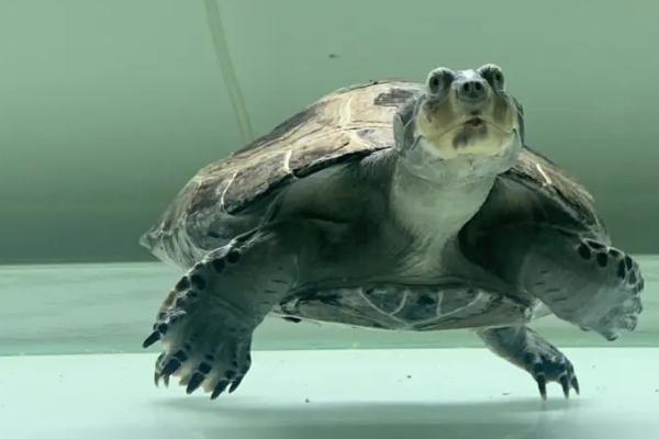猪鼻龟为何会一直浮在水面,可能是消化不良、患有炎症等原因所导致