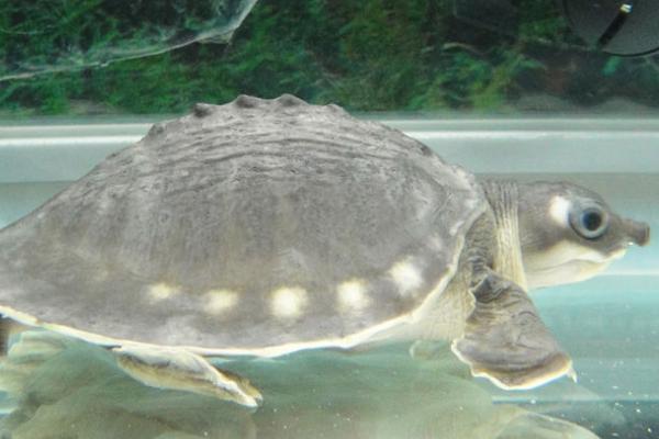 猪鼻龟为何会一直浮在水面,可能是消化不良、患有炎症等原因所导致