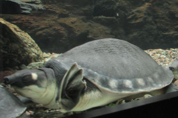 猪鼻龟为何会一直浮在水面,可能是消化不良、患有炎症等原因所导致