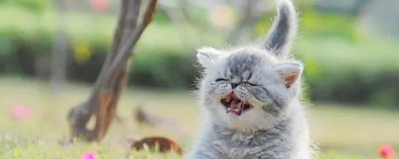 刚出生的小猫怎么急救
