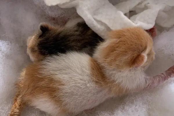 刚出生的小猫怎么急救，首先进行口部挖抠让其吐出粘液