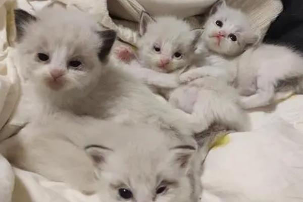 刚出生的小猫怎么急救，首先进行口部挖抠让其吐出粘液