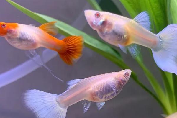 孔雀鱼难产时挤出的小鱼能否存活，发育成熟的小鱼通常可以存活