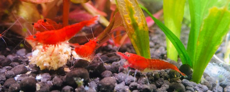 观赏虾死了要不要捞出来