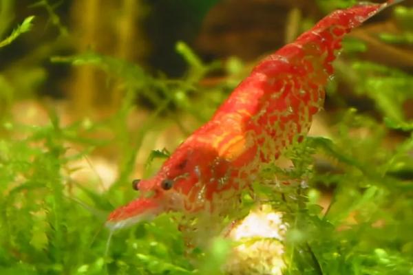 观赏虾死了要不要捞出来,死亡数量较多时要捞出