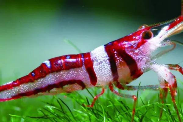 观赏虾死了要不要捞出来,死亡数量较多时要捞出