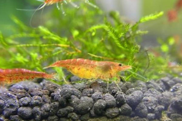 观赏虾死了要不要捞出来,死亡数量较多时要捞出