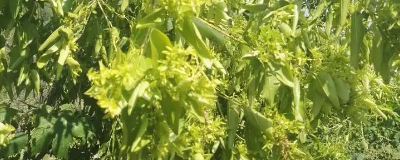 枣树患上枣疯病的症状