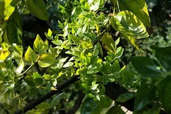 枣树患上枣疯病的症状,主要症状是花器返祖、枝叶丛生