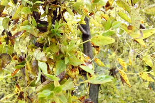 枣树患上枣疯病的症状,主要症状是花器返祖、枝叶丛生