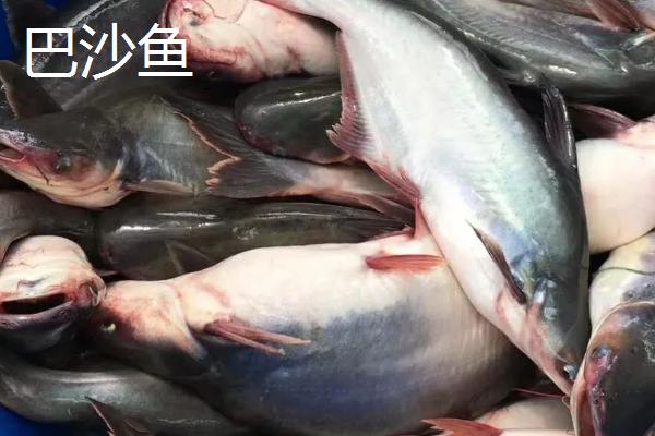 巴沙鱼和龙利鱼的区别，巴沙鱼属于鲶科、龙利鱼属于舌鳎科